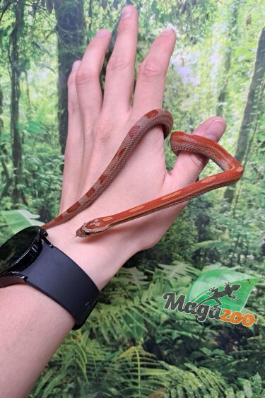 Magazoo Serpent des blés Motley het (possible diffused) 29/7/23