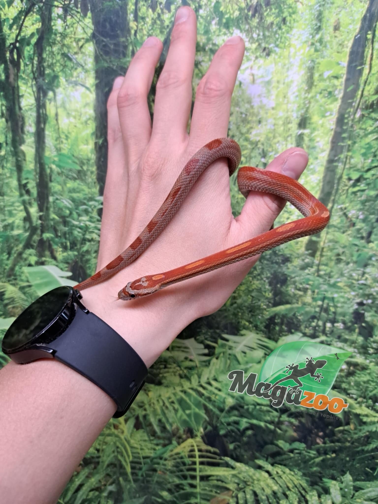 Magazoo Motley het (possible deffused) Corn snake 7/29/23