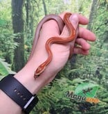 Magazoo Motley het (possible deffused) Corn snake 7/29/23