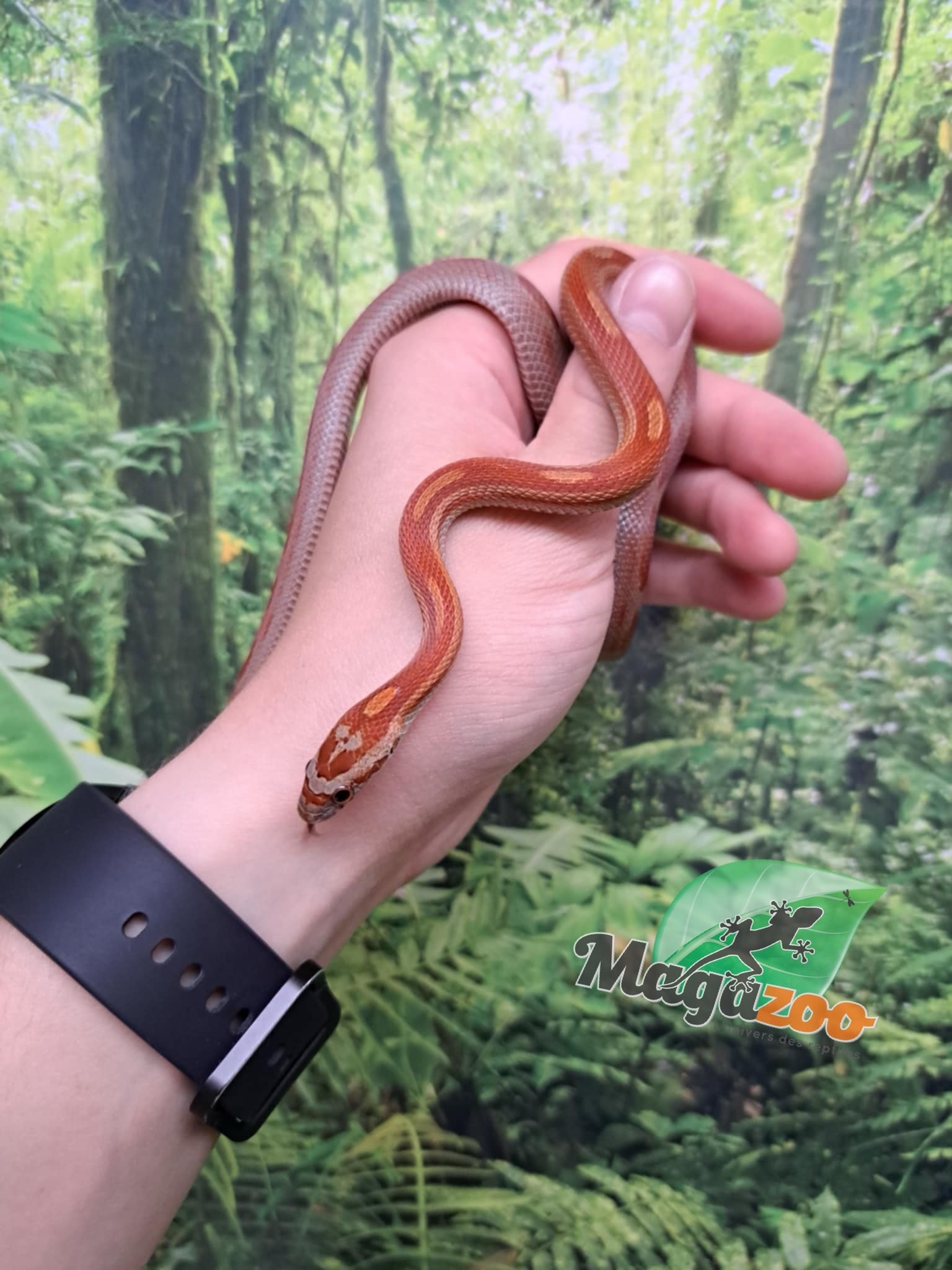 Magazoo Serpent des blés Motley het (possible diffused) 29/7/23
