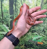 Magazoo Serpent des blés Motley het (possible diffused) 29/7/23