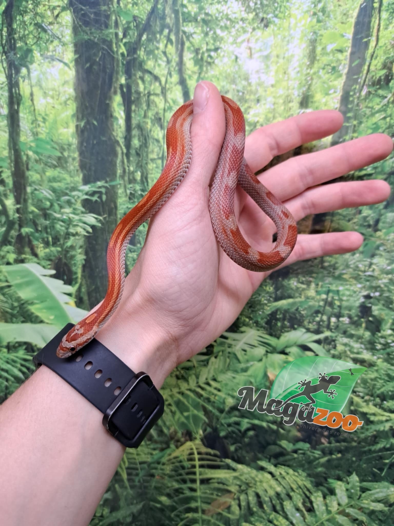 Magazoo Serpent des blés Motley het (possible diffused) 29/7/23