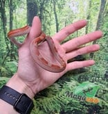 Magazoo Motley het (possible deffused) Corn snake 7/29/23