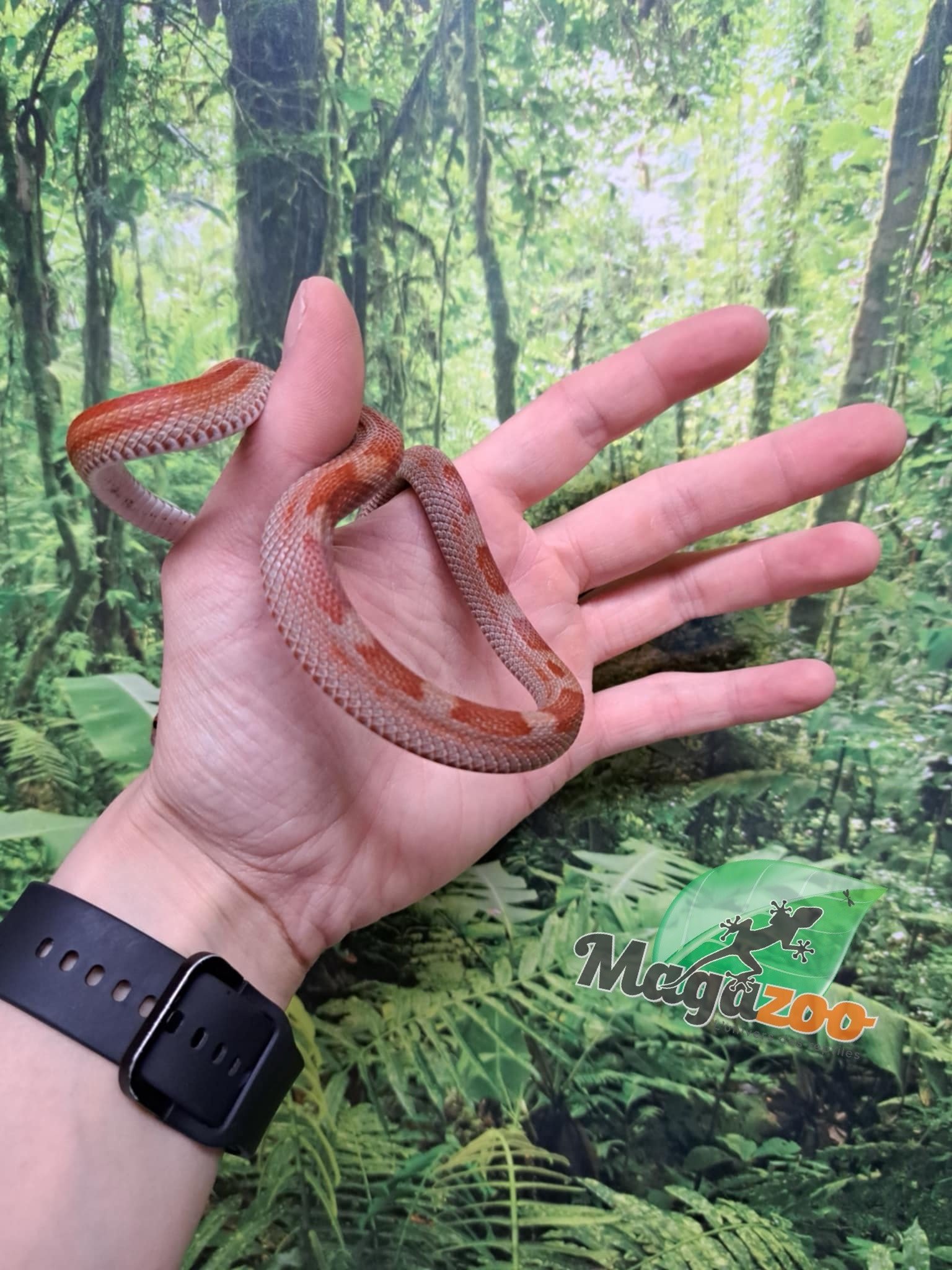 Magazoo Motley het (possible deffused) Corn snake 7/29/23