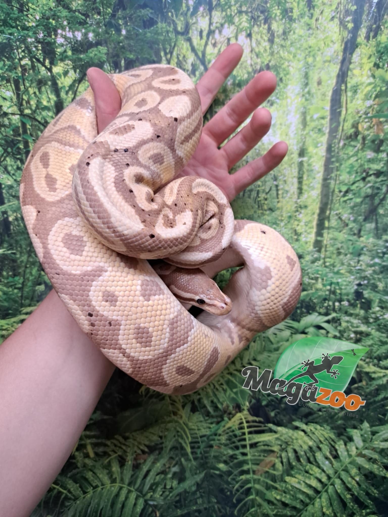 Magazoo Male banana Ball python 3 years old