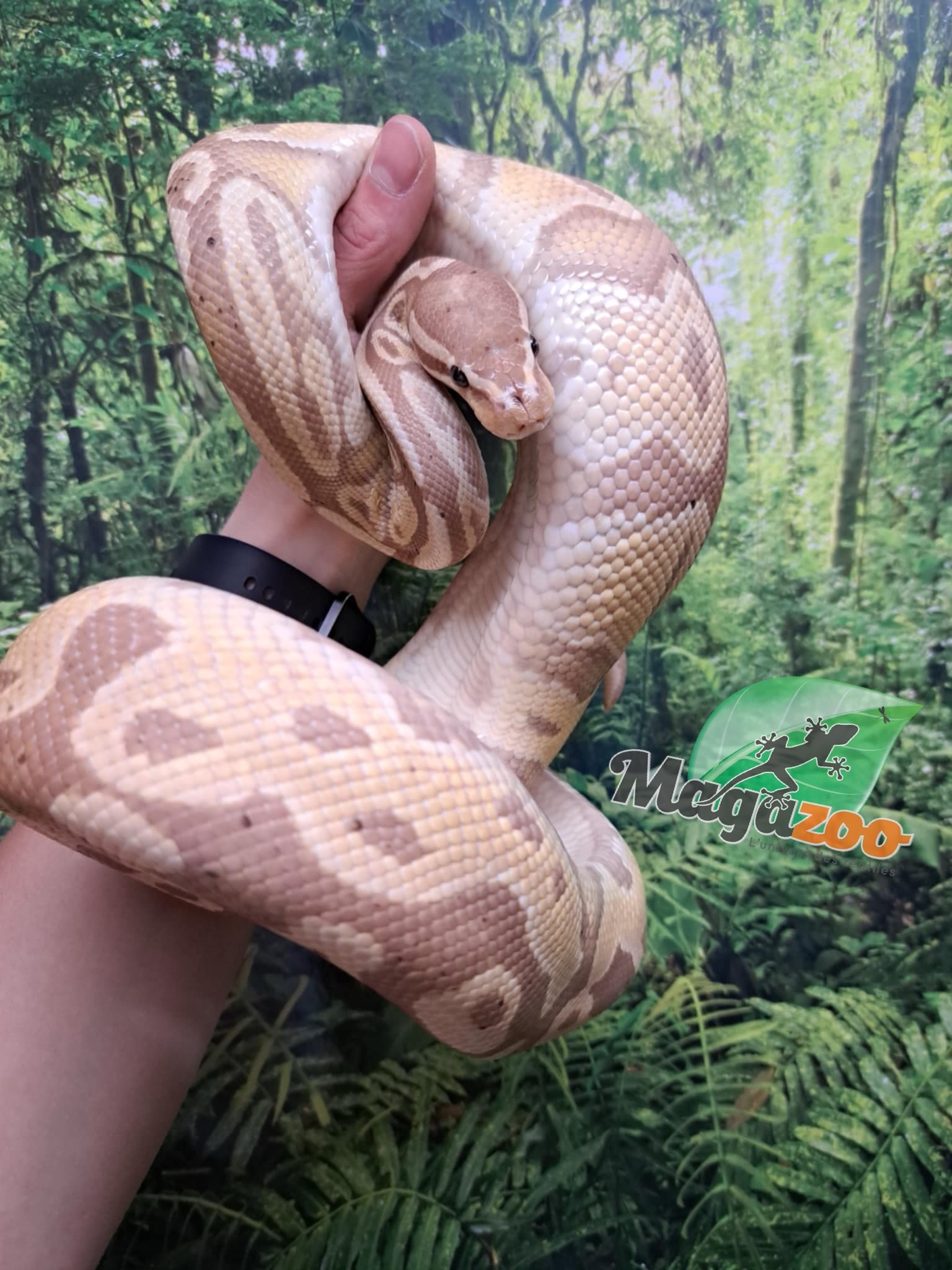 Magazoo Python royal Banana Mâle 3 ans