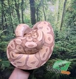 Magazoo Python royal Banana Mâle 3 ans