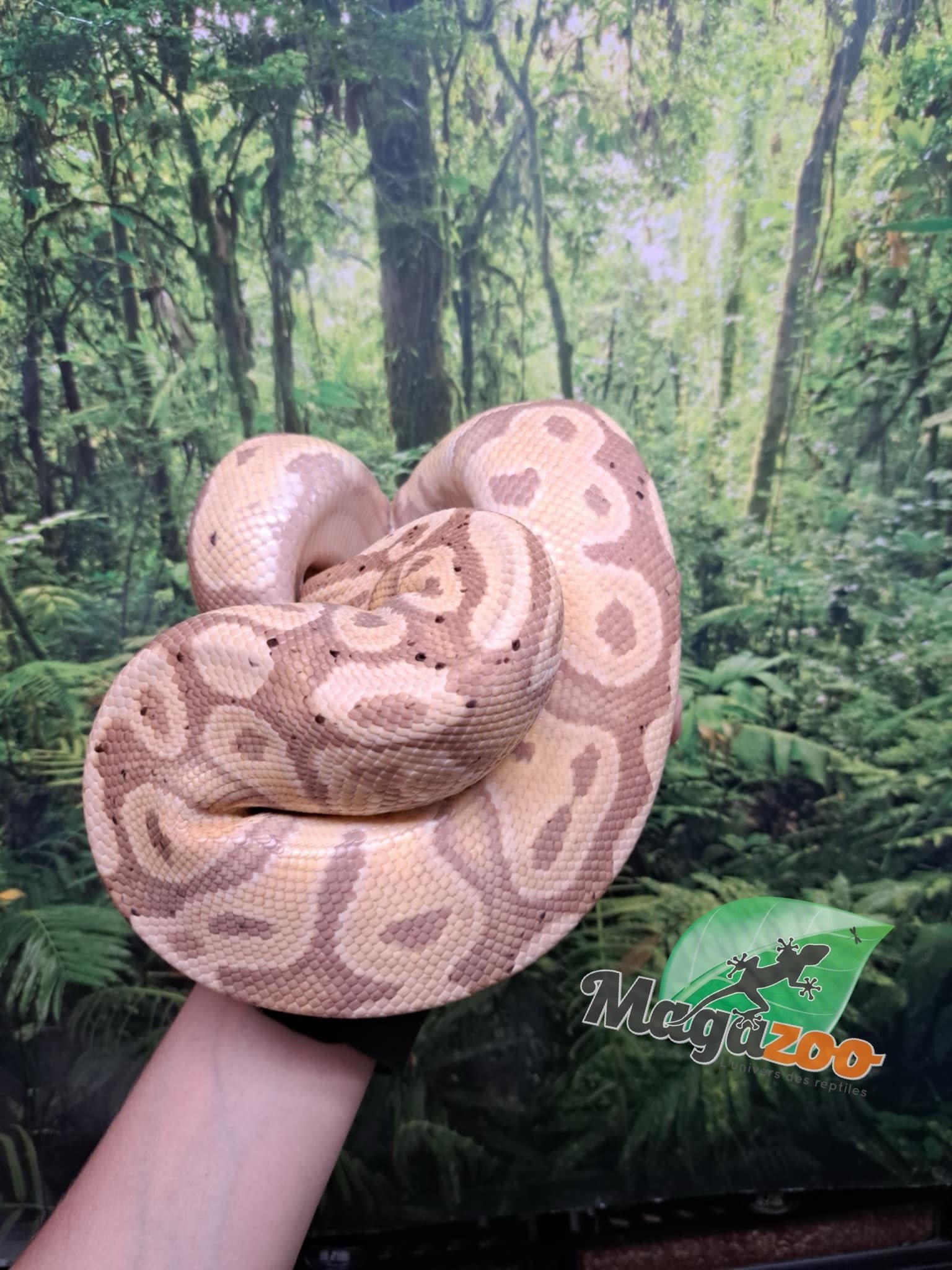 Magazoo Python royal Banana Mâle 3 ans