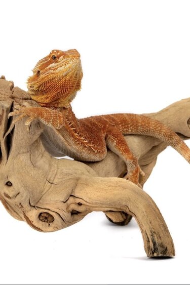 Galapagos GALAPAGOS GA-05525 Bois qui marche 19-24 po