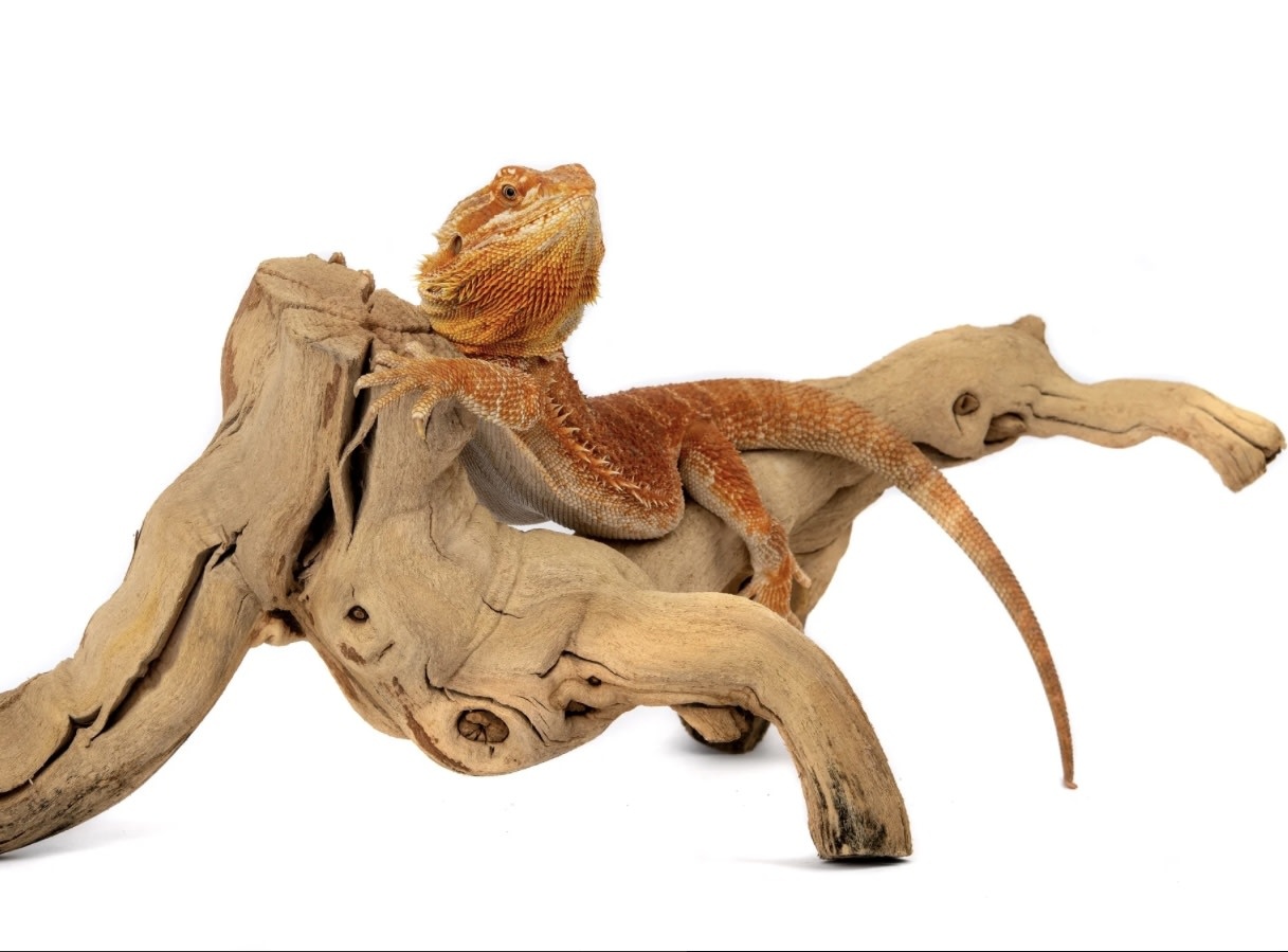 Galapagos GALAPAGOS GA-05525 Bois qui marche 19-24 po