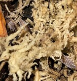 La Swamp Woodlice Isopods P. Pruinosus blue Powder 15+