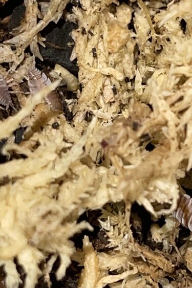 La Swamp Cloporte - Isopod P. Pruinosus bleue poudre 15+