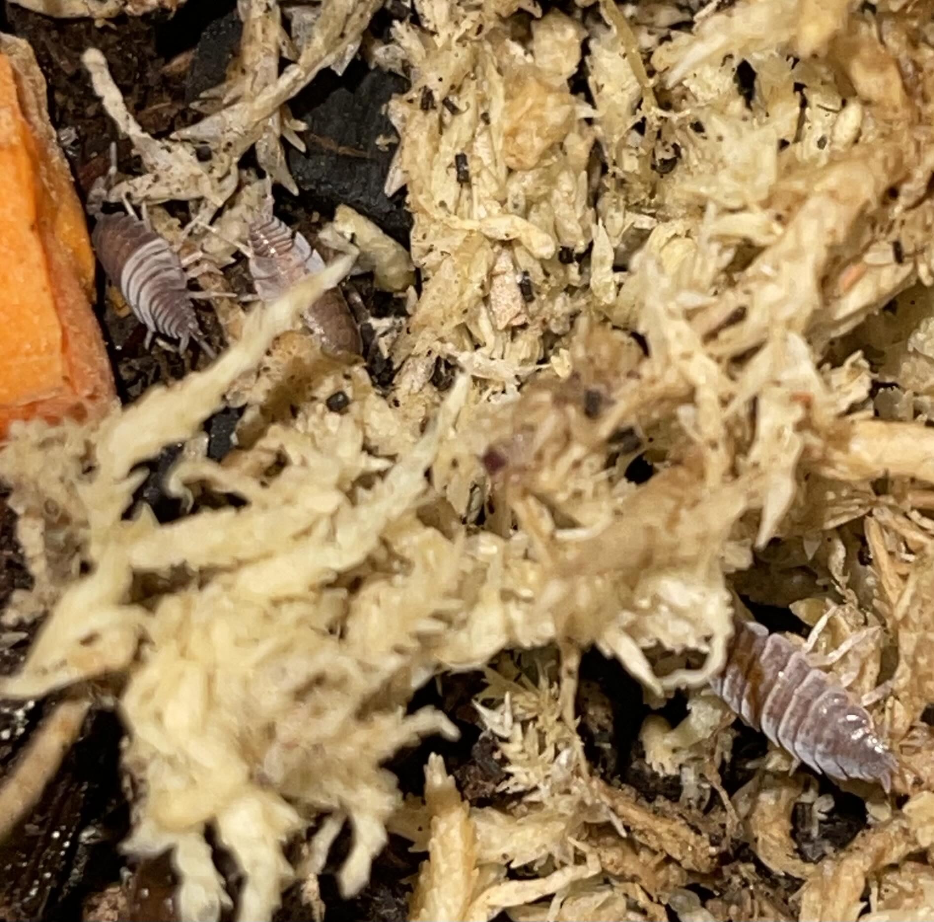 La Swamp Woodlice Isopods P. Pruinosus blue Powder 15+