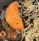 La Swamp Cloporte - Isopod ISO-PRU-BLU-15 P. Pruinosus bleue poudre 15+