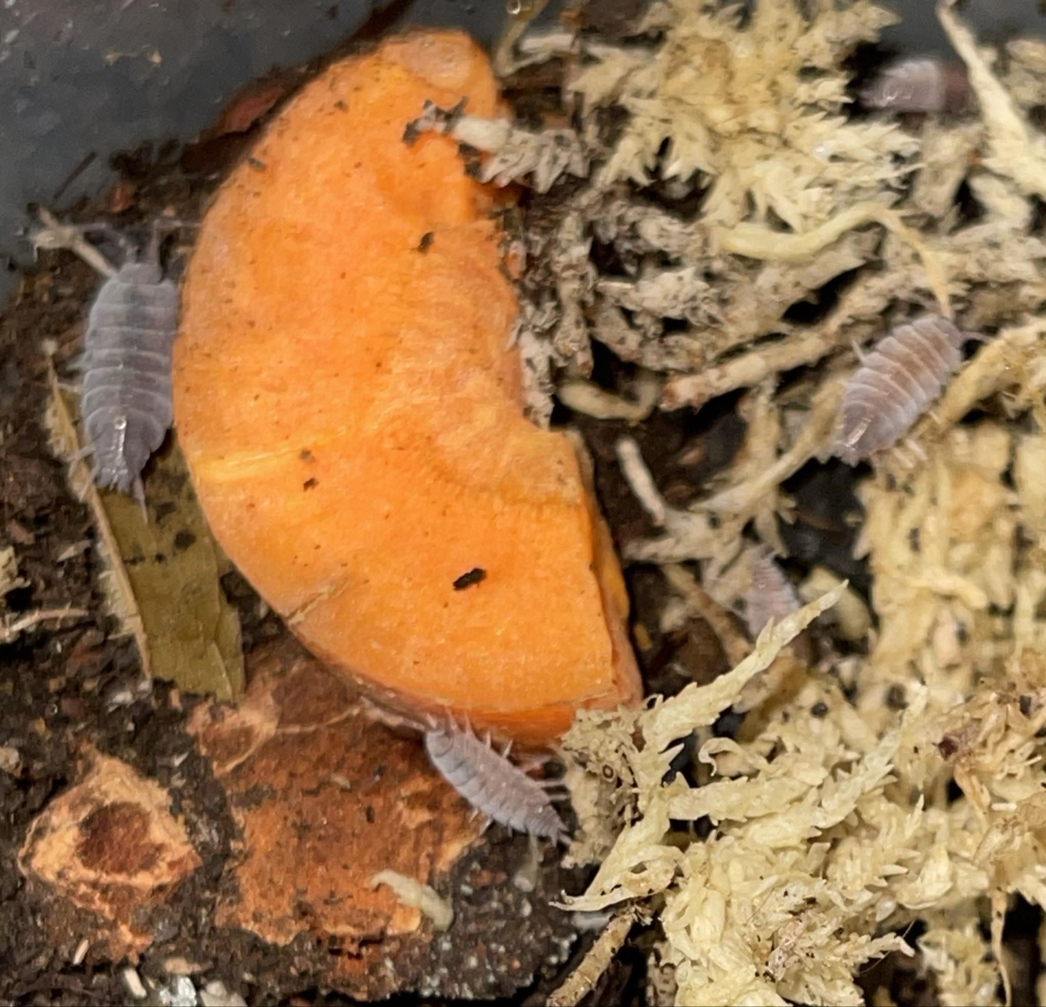 La Swamp Cloporte - Isopod ISO-PRU-BLU-15 P. Pruinosus bleue poudre 15+