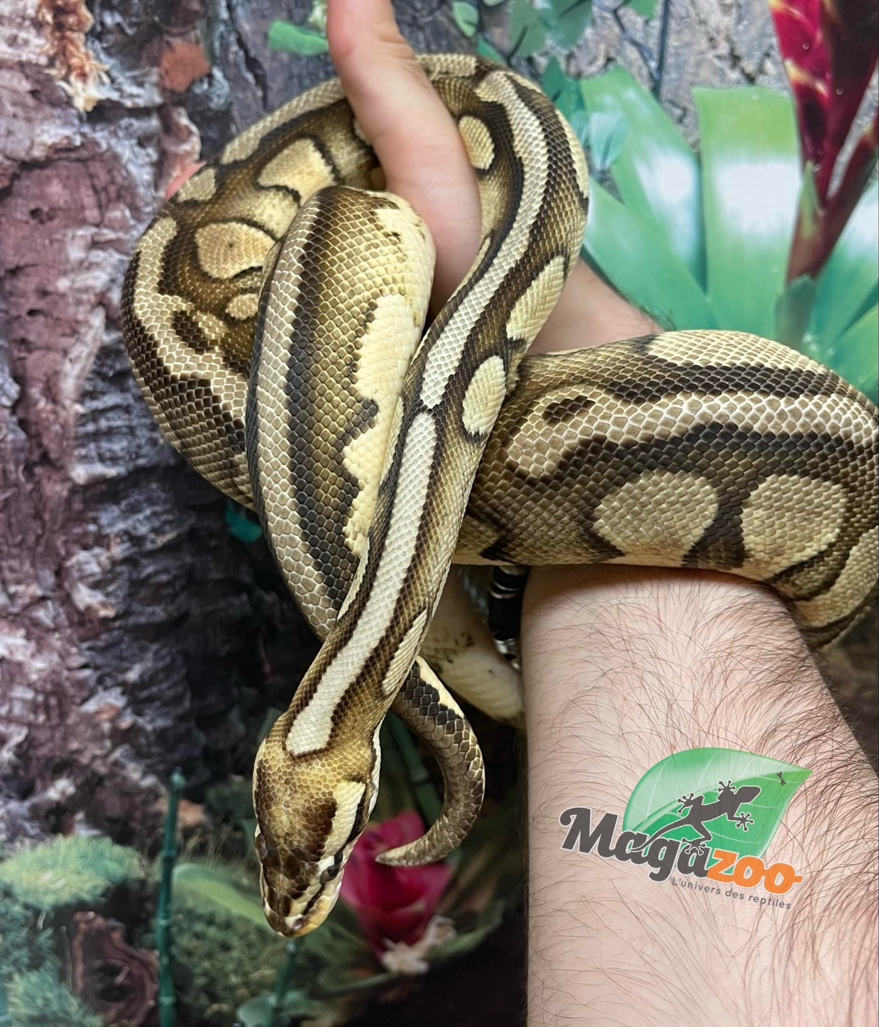 Ball Pythons: A Complete Guide to Python Regius (Complete