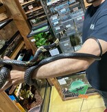 Magazoo Tiger rat snake male CB 2021