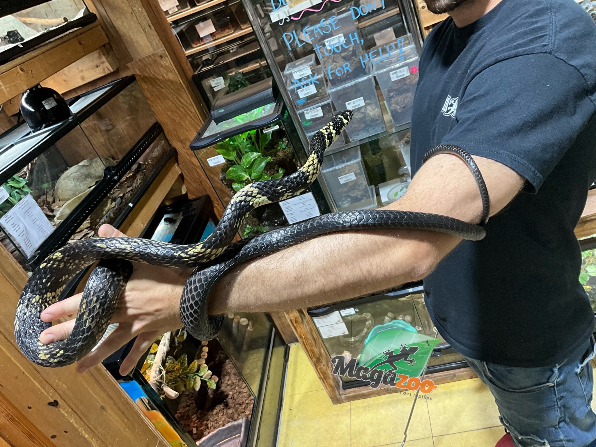 Magazoo Serpent ratier tigré (Tiger rat snake)  Mâle né en captivité  2021