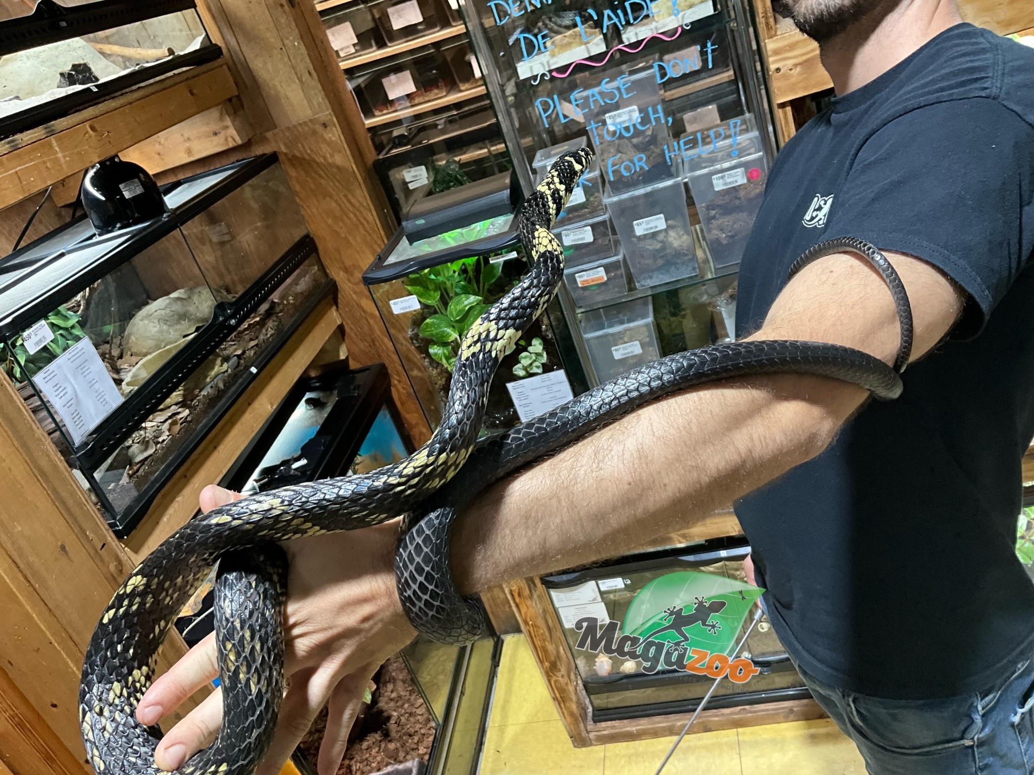 Magazoo Tiger rat snake male CB 2021