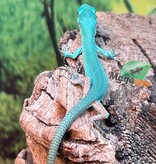 Magazoo Lézard vert arboricole (Gastropholis prasina) Bébé 06-2024