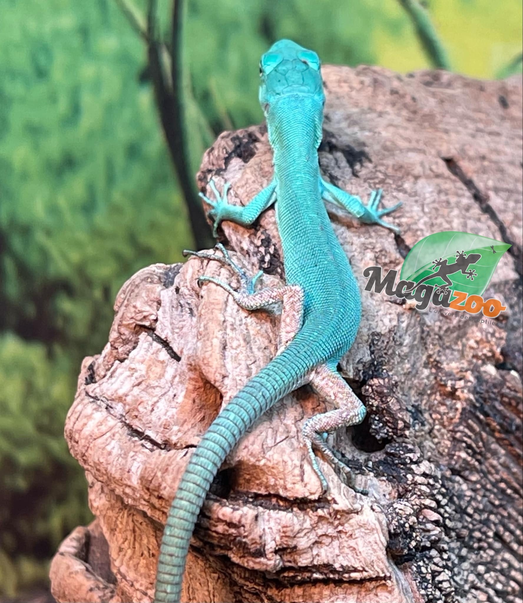 Magazoo Baby Green keel-bellied lizard (Gastropholis prasina) 06-2024