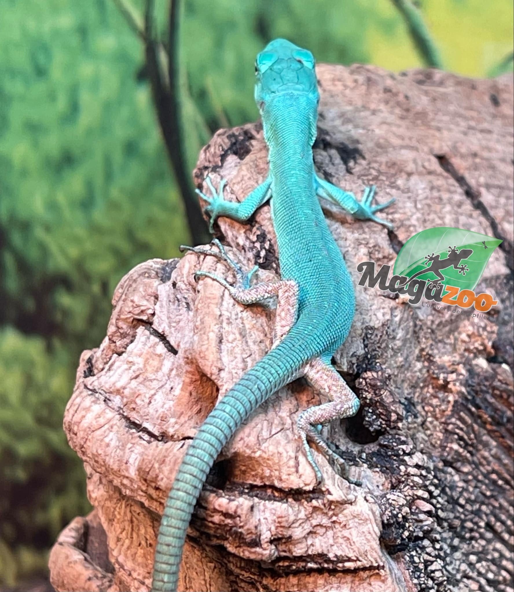 Magazoo Lézard vert arboricole (Gastropholis prasina) Bébé 06-2024