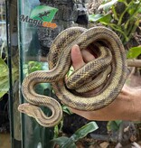 Magazoo Serpent Ratier Jaune mâle #2