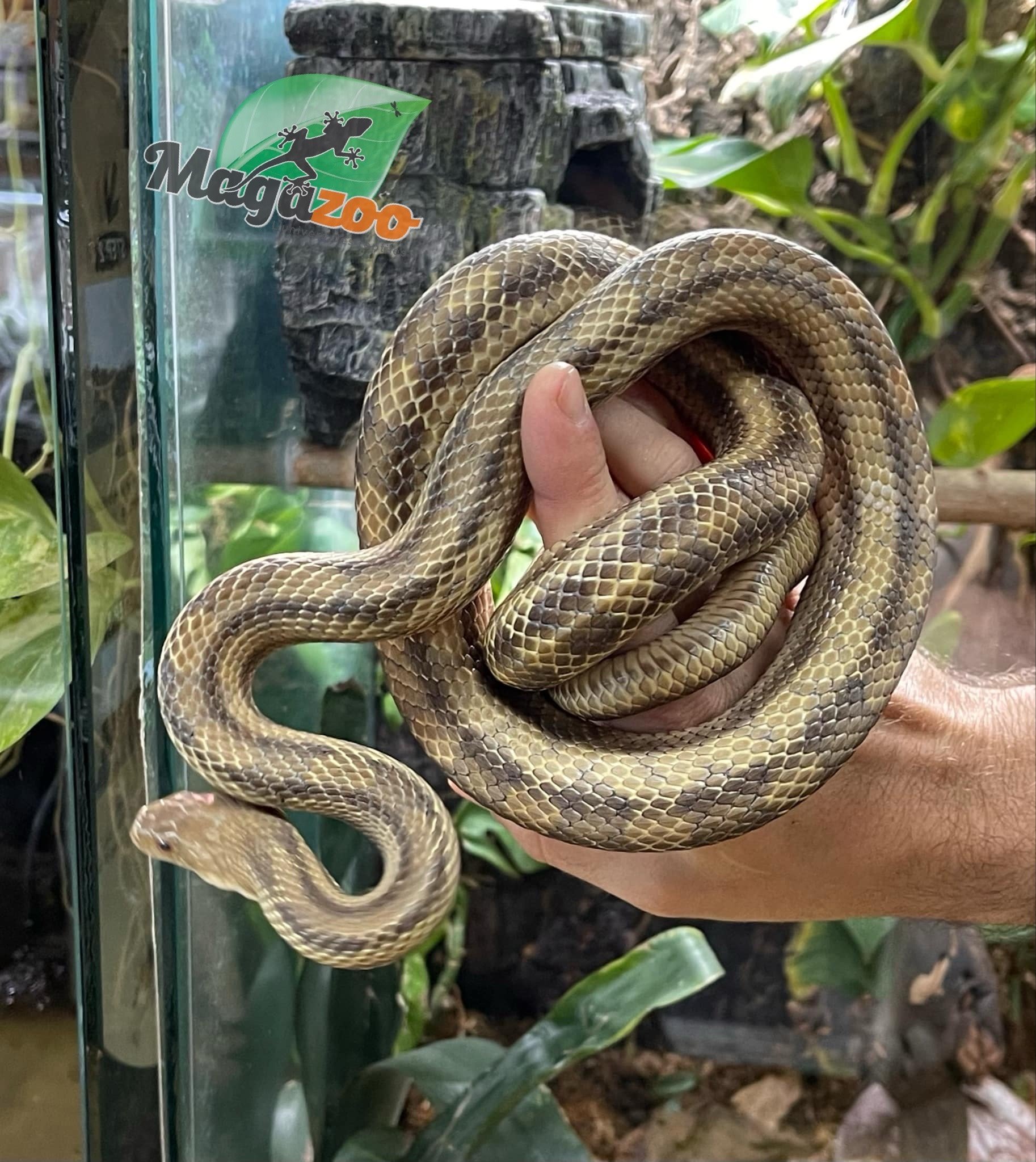 Magazoo Yellow rat snake male #2