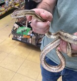 Magazoo Serpent Ratier Jaune mâle #2