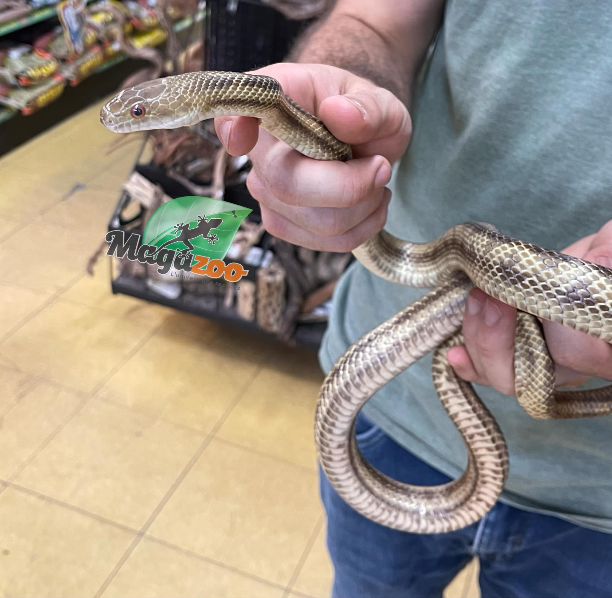 Magazoo Yellow rat snake male #2