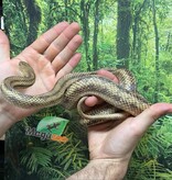 Magazoo Yellow rat snake male #2