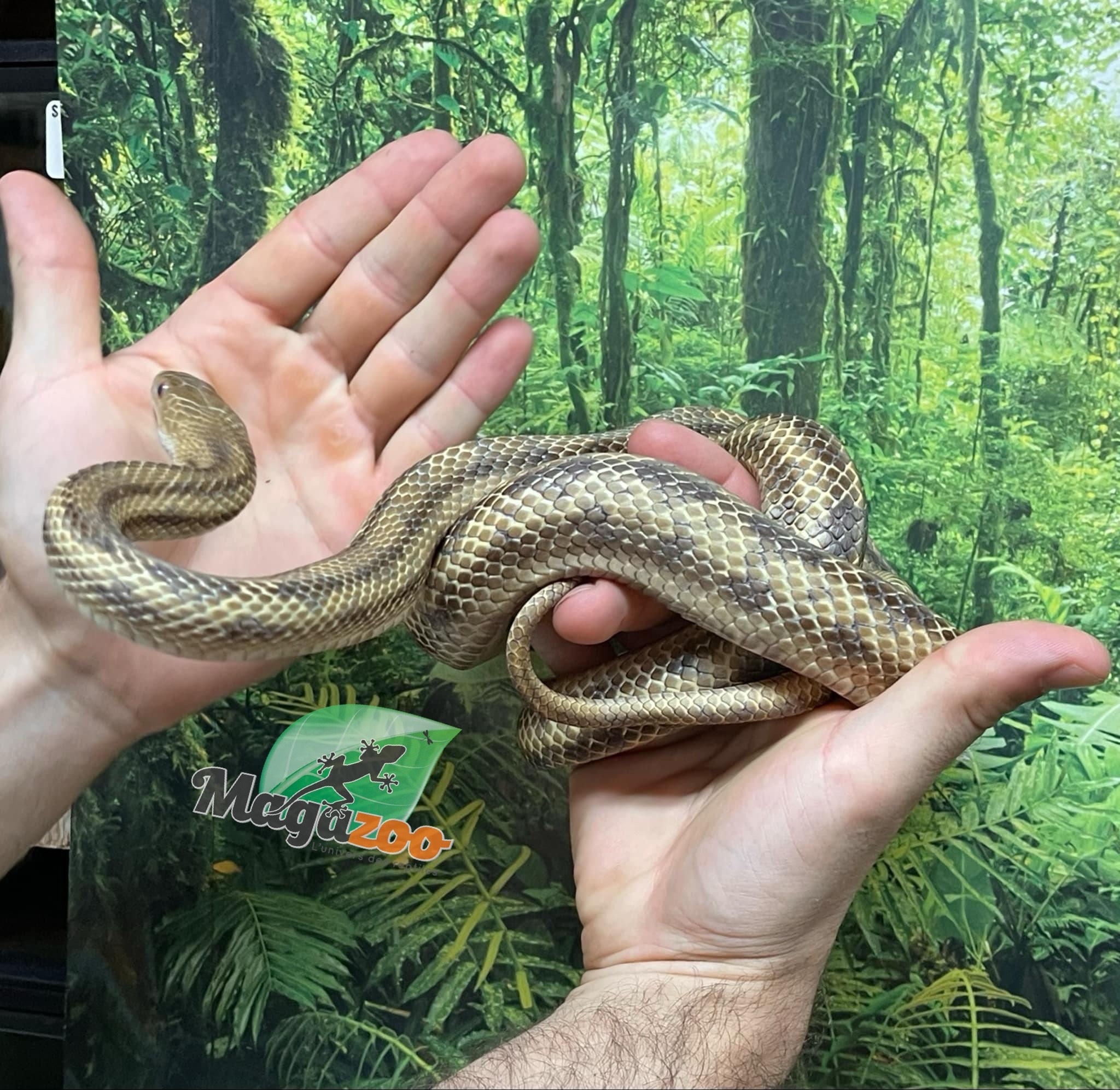 Magazoo Serpent Ratier Jaune mâle #2