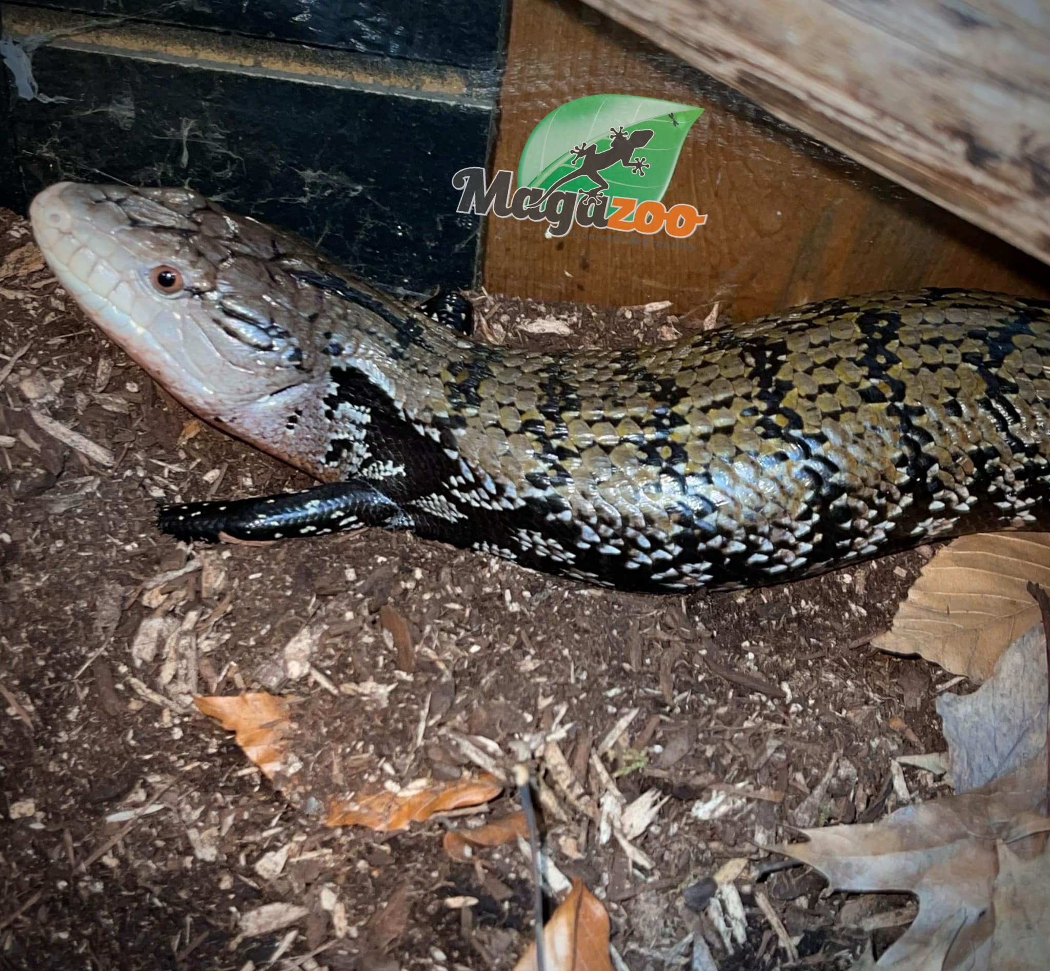 Magazoo Blue-tongued Skink (classic Indonesian) / 2nd chance adoption