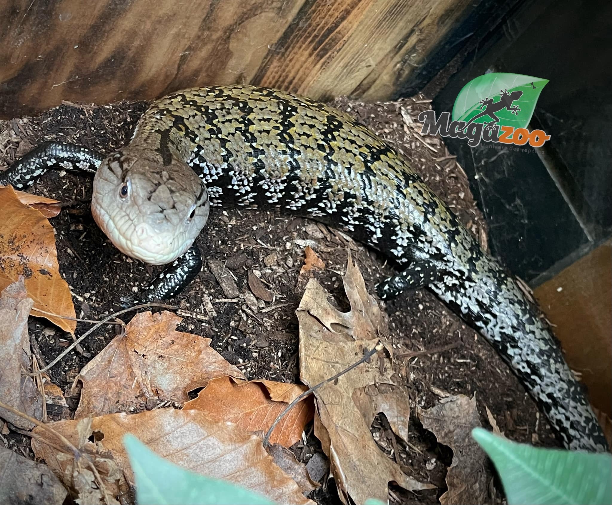 Magazoo Blue-tongued Skink (classic Indonesian) / 2nd chance adoption