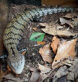 Magazoo Blue-tongued Skink (classic Indonesian) / 2nd chance adoption