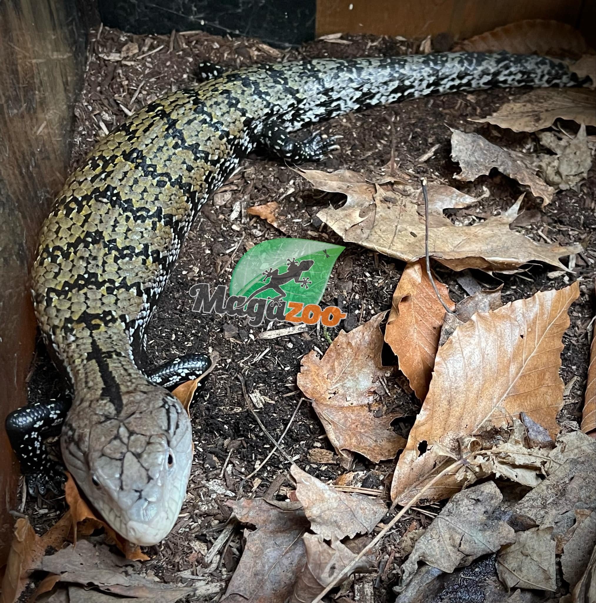 Magazoo Blue-tongued Skink (classic Indonesian) / 2nd chance adoption