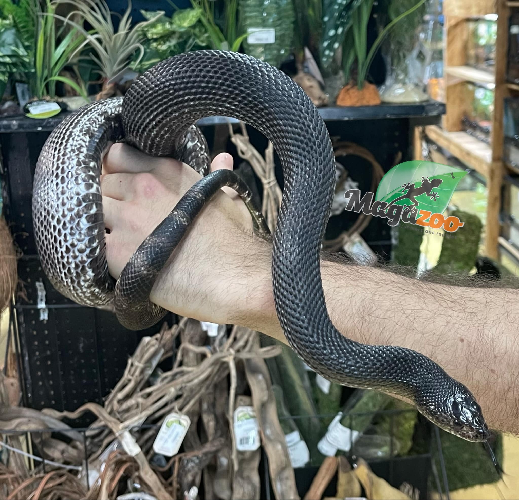 Magazoo Black Pine Snake (100% het. Pied) Male #1