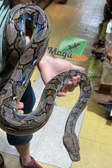 Magazoo Python réticulé super nain Femelle Sub-adulte (8')