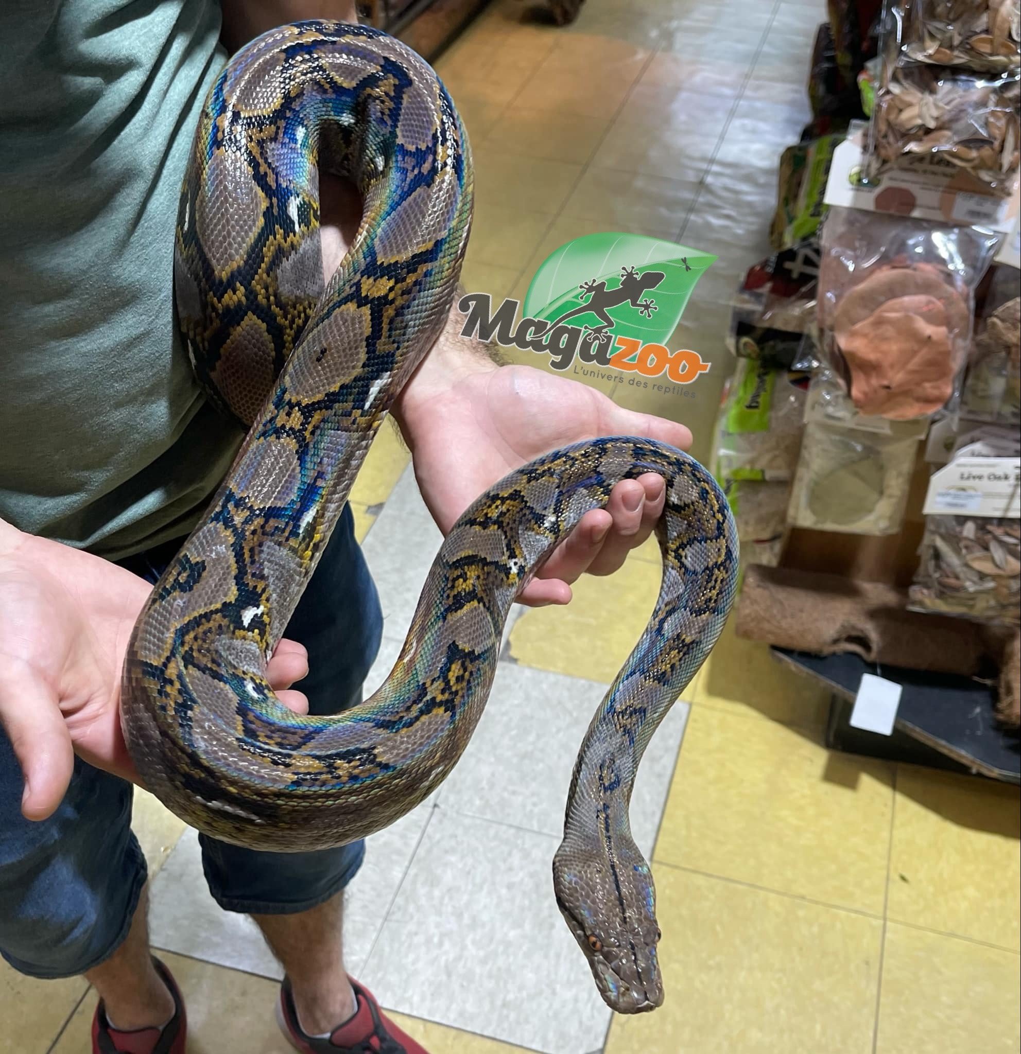 Magazoo  Super dwarf reticulated python Sub-adult (8')