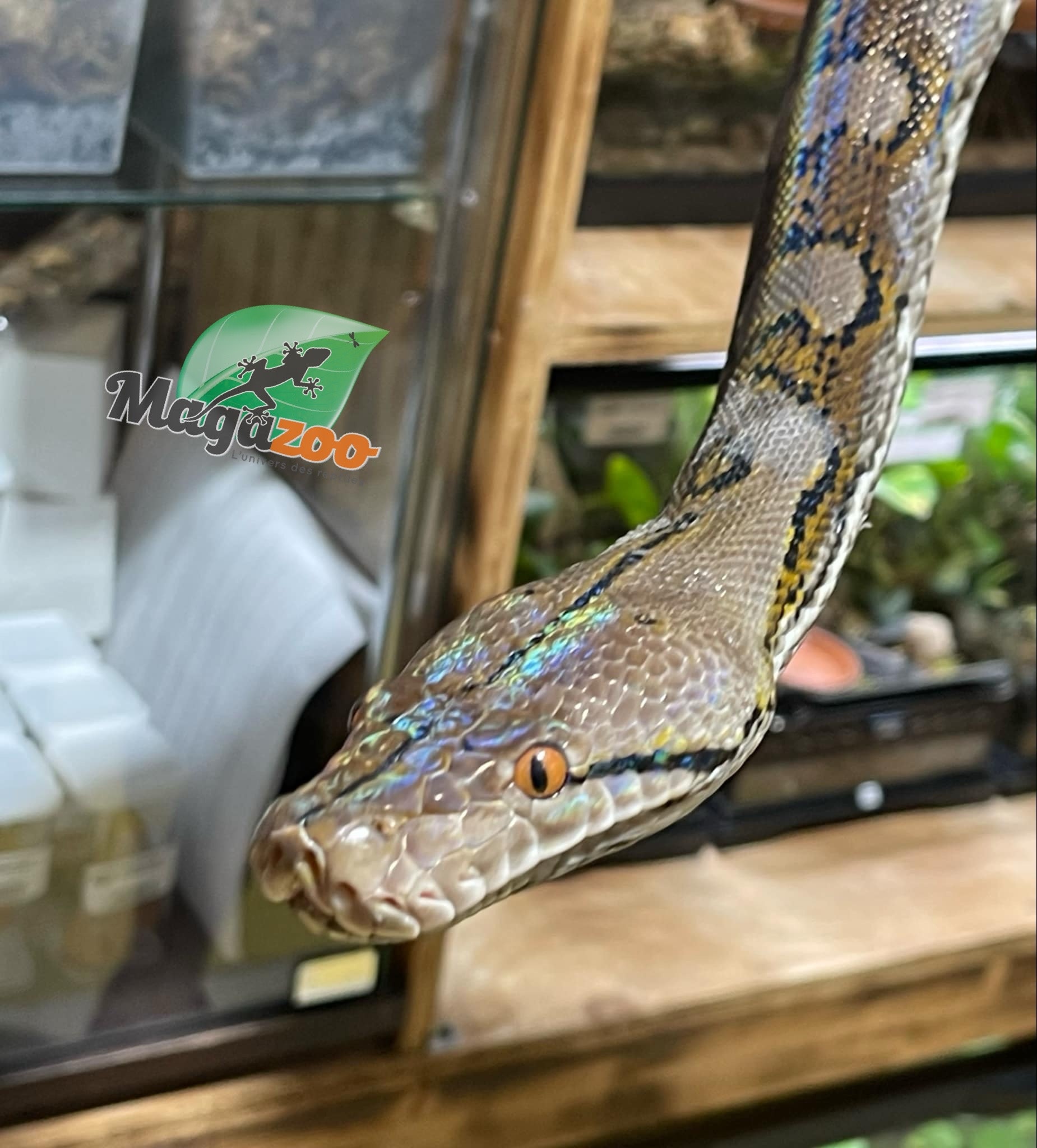 Magazoo  Super dwarf reticulated python Sub-adult (8')