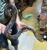 Magazoo  Super dwarf reticulated python Sub-adult (8')