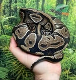 Magazoo Python royal Femelle 5 ans (Retard de croissance) / Adoption 2ième chance