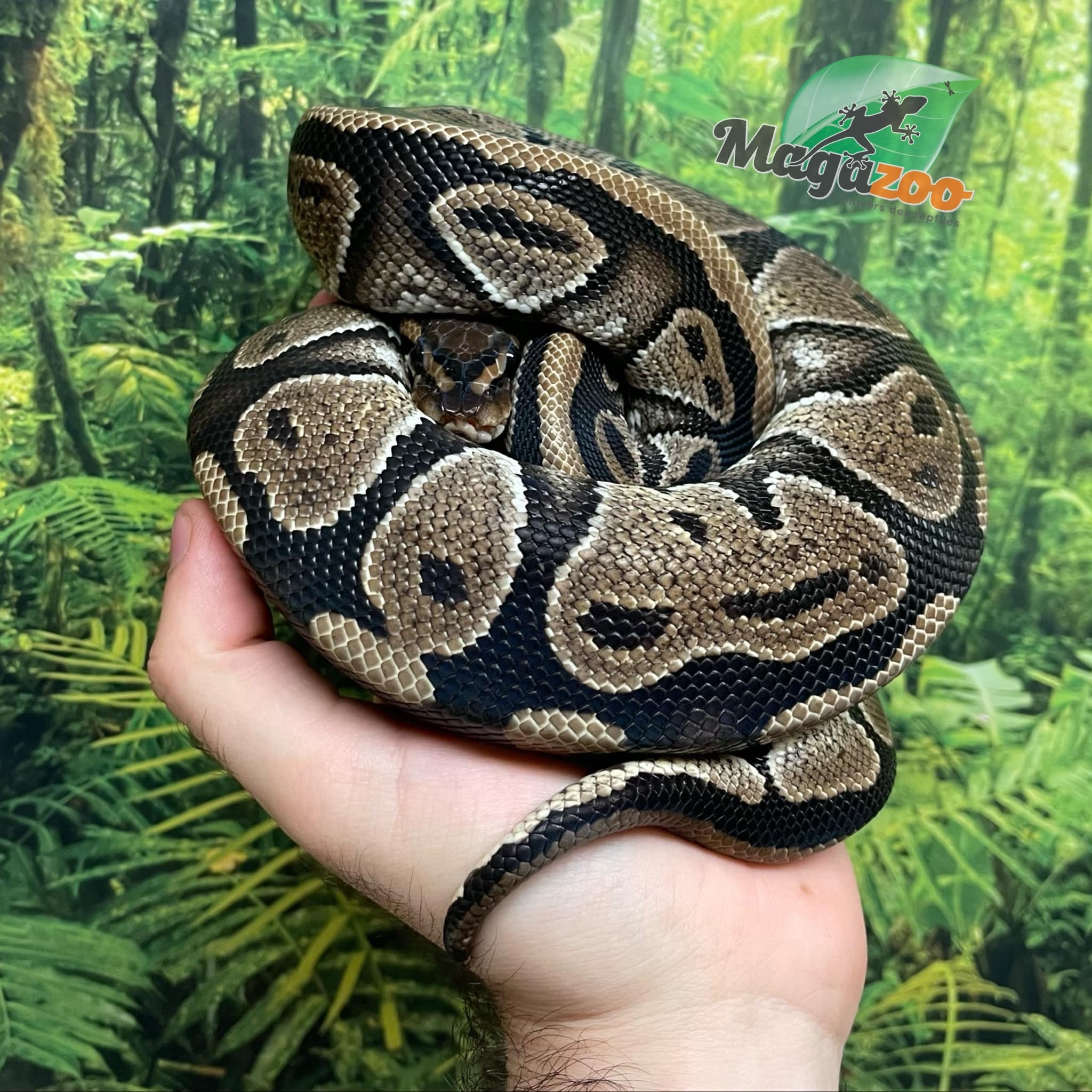 Magazoo Female Ball Python 5 years old (Stunt growth) / 2nd chance adoption