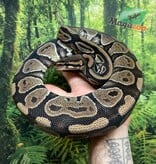 Magazoo Female Ball Python 5 years old (Stunt growth) / 2nd chance adoption