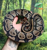 Magazoo Female Ball Python 5 years old (Stunt growth) / 2nd chance adoption