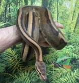 Magazoo Python Royal Génétique Stripe Femelle