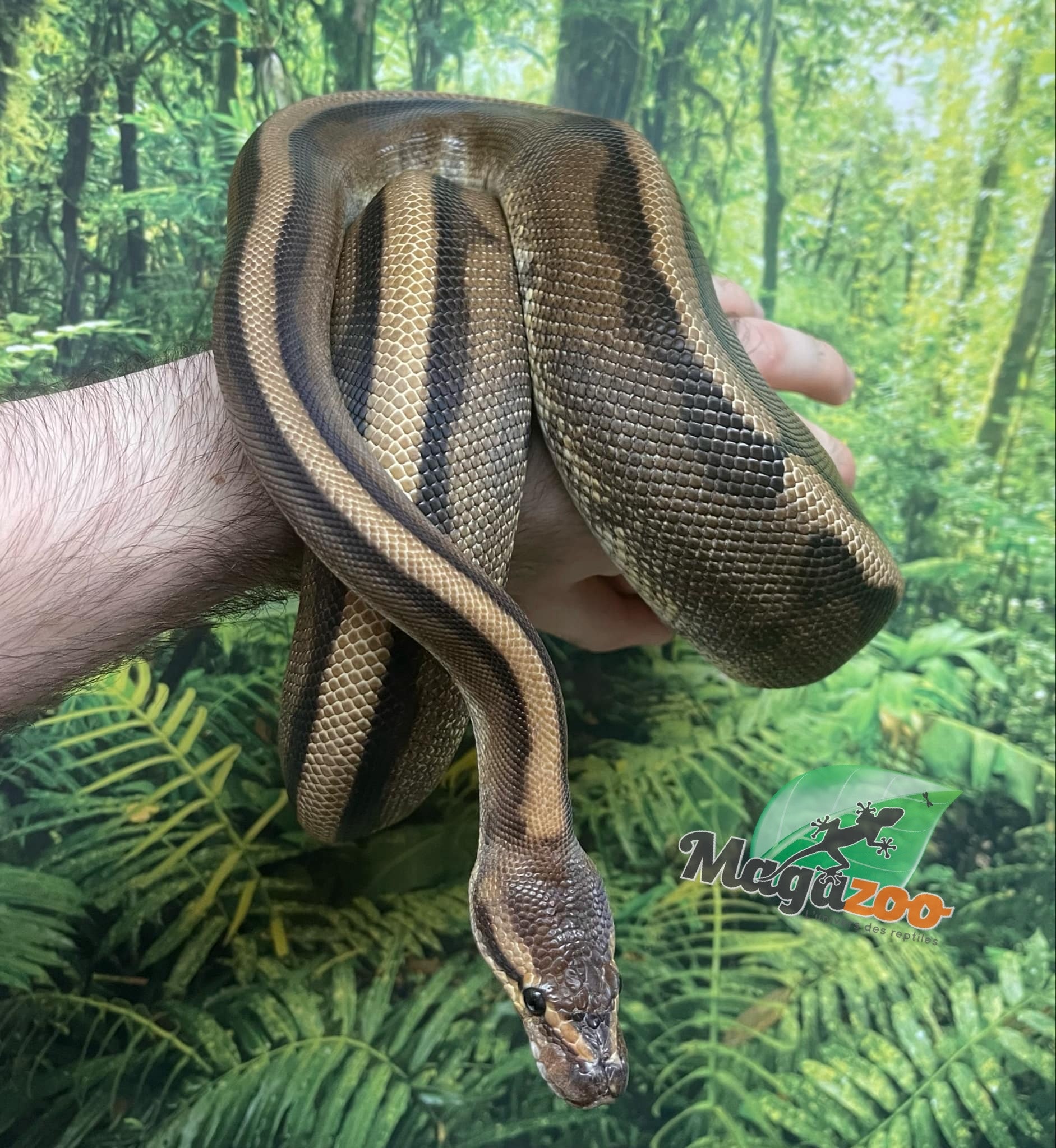 Magazoo Ball python Genetics Stripe Female Baby