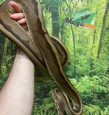 Magazoo Python Royal Génétique Stripe Femelle