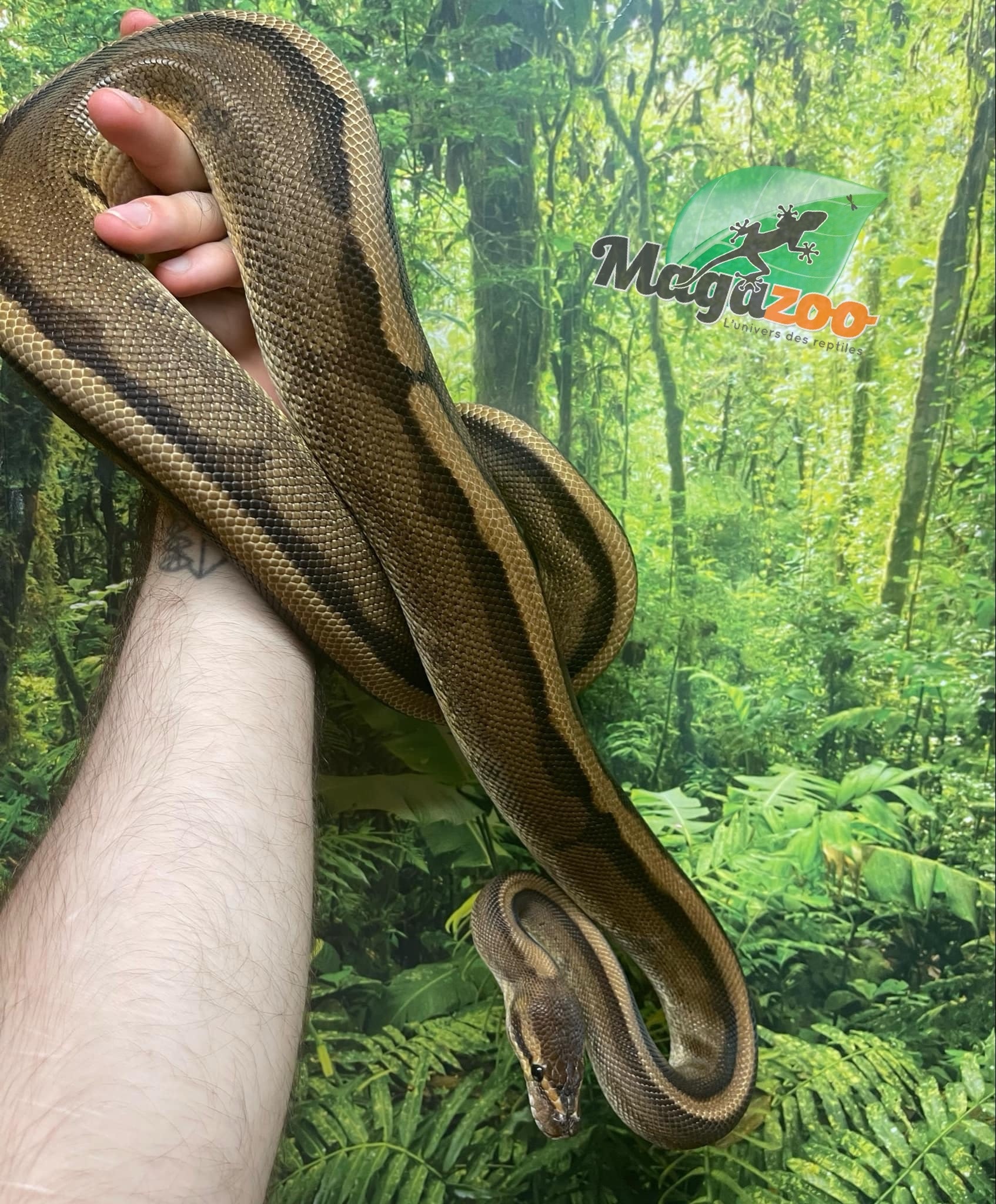 Magazoo Ball python Genetics Stripe Female Baby