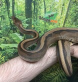 Magazoo Ball python Genetics Stripe Female Baby